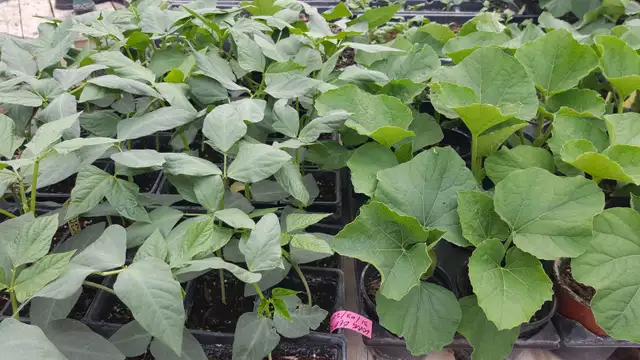 South Asian (Indian) Vegetable Plants for Sale - Photo 2