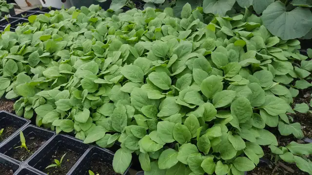 South Asian (Indian) Vegetable Plants for Sale - Photo 3