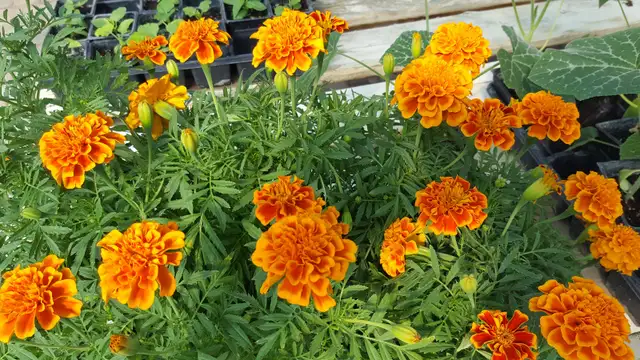 South Asian (Indian) Vegetable Plants for Sale - Photo 4