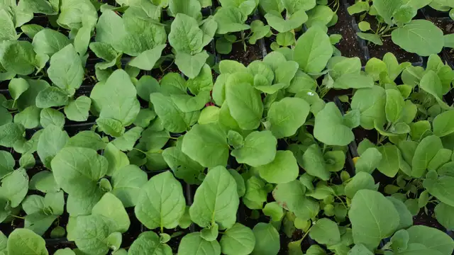 South Asian (Indian) Vegetable Plants for Sale - Photo 5