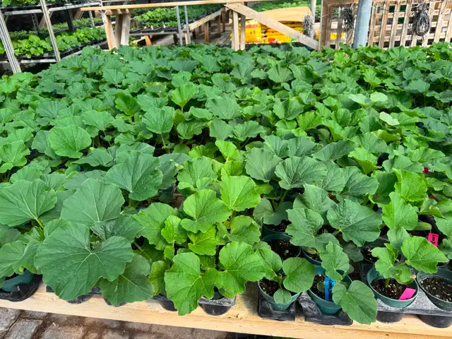 South Asian (Indian) Vegetable Plants for Sale - Photo 6