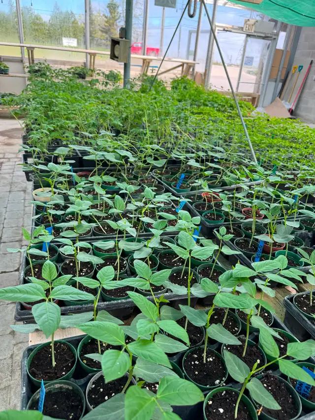 South Asian (Indian) Vegetable Plants for Sale - Photo 7