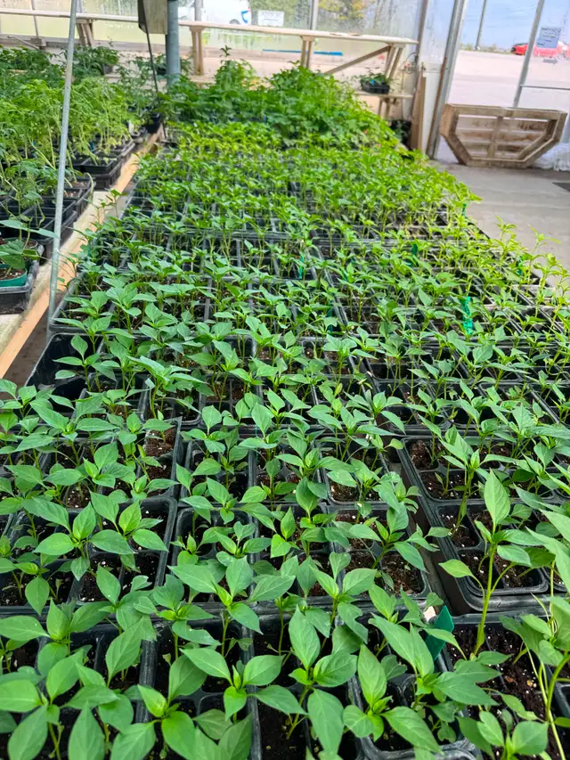 South Asian (Indian) Vegetable Plants for Sale - Photo 8