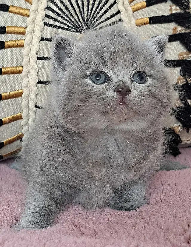 British Shorthair chatons