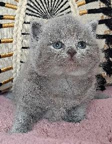 British Shorthair chatons