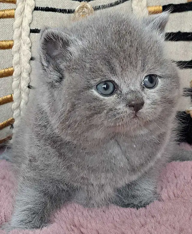 British Shorthair chatons - Photo 2