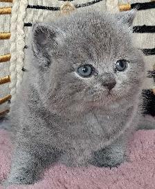 British Shorthair chatons - Photo 2
