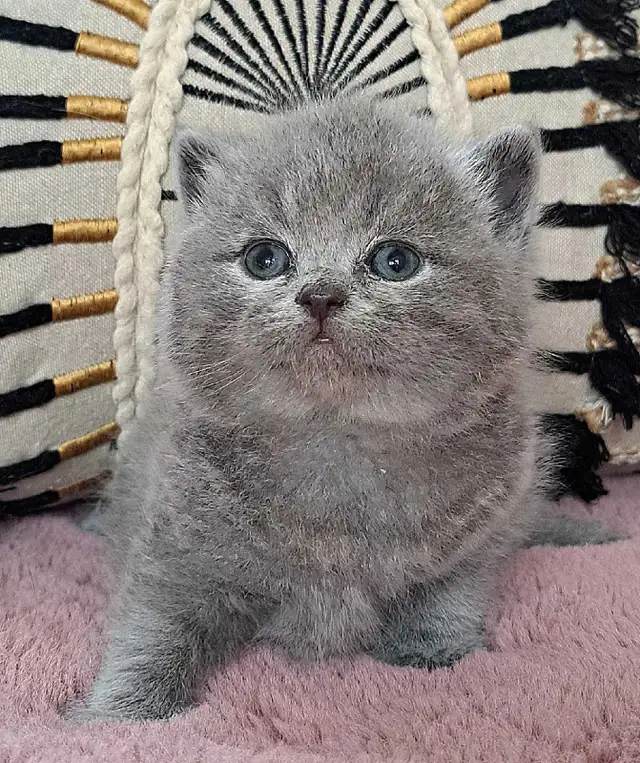 British Shorthair chatons - Photo 3