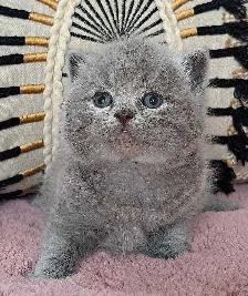 British Shorthair chatons - Photo 3