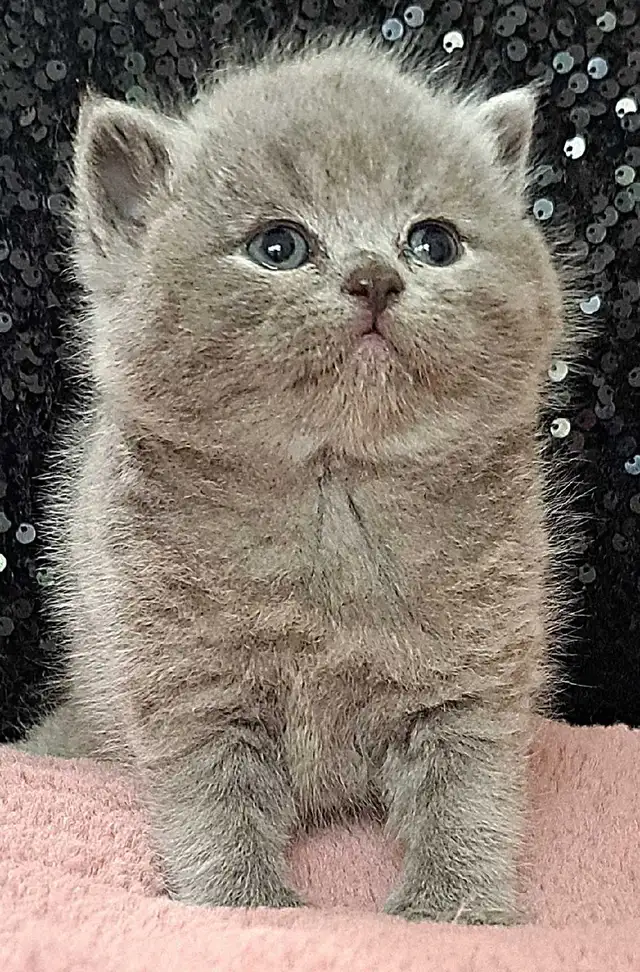British Shorthair chatons - Photo 4