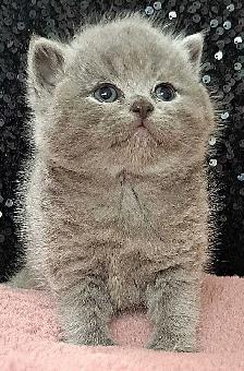 British Shorthair chatons - Photo 4