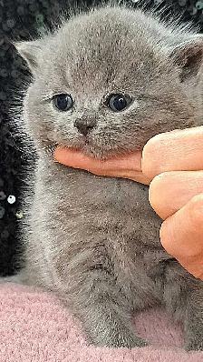 British Shorthair chatons - Photo 5