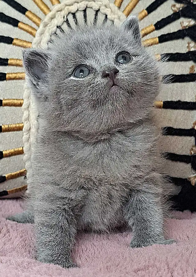 British Shorthair chatons - Photo 6