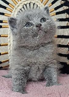 British Shorthair chatons - Photo 6