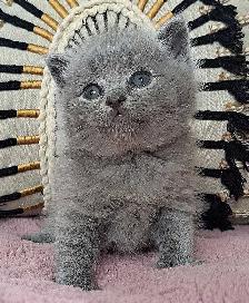 British Shorthair chatons - Photo 7