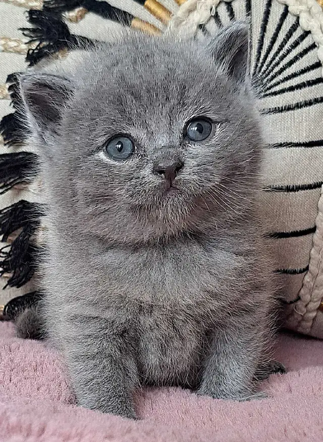 British Shorthair chatons - Photo 8