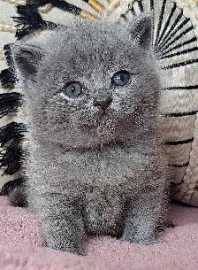 British Shorthair chatons - Photo 8