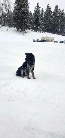 Border Collie/Blue Healer - Photo 3