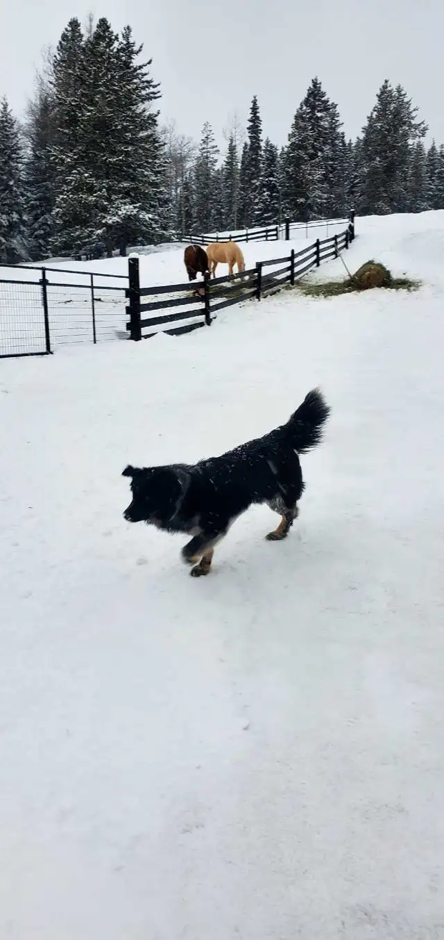 Border Collie/Blue Healer - Photo 5