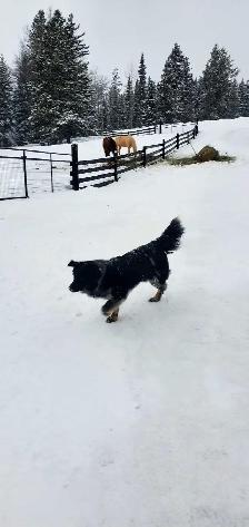 Border Collie/Blue Healer - Photo 5