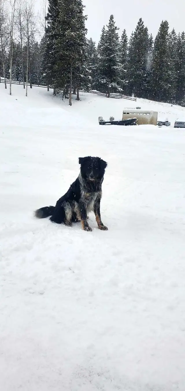 Border Collie/Blue Healer