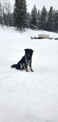 Border Collie/Blue Healer