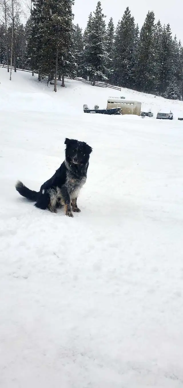 Border Collie/Blue Healer - Photo 2