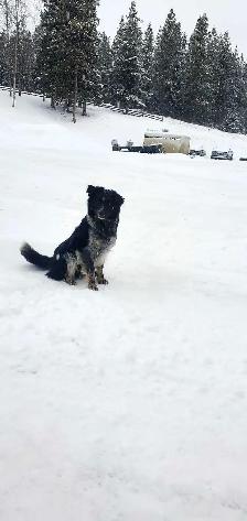 Border Collie/Blue Healer - Photo 2