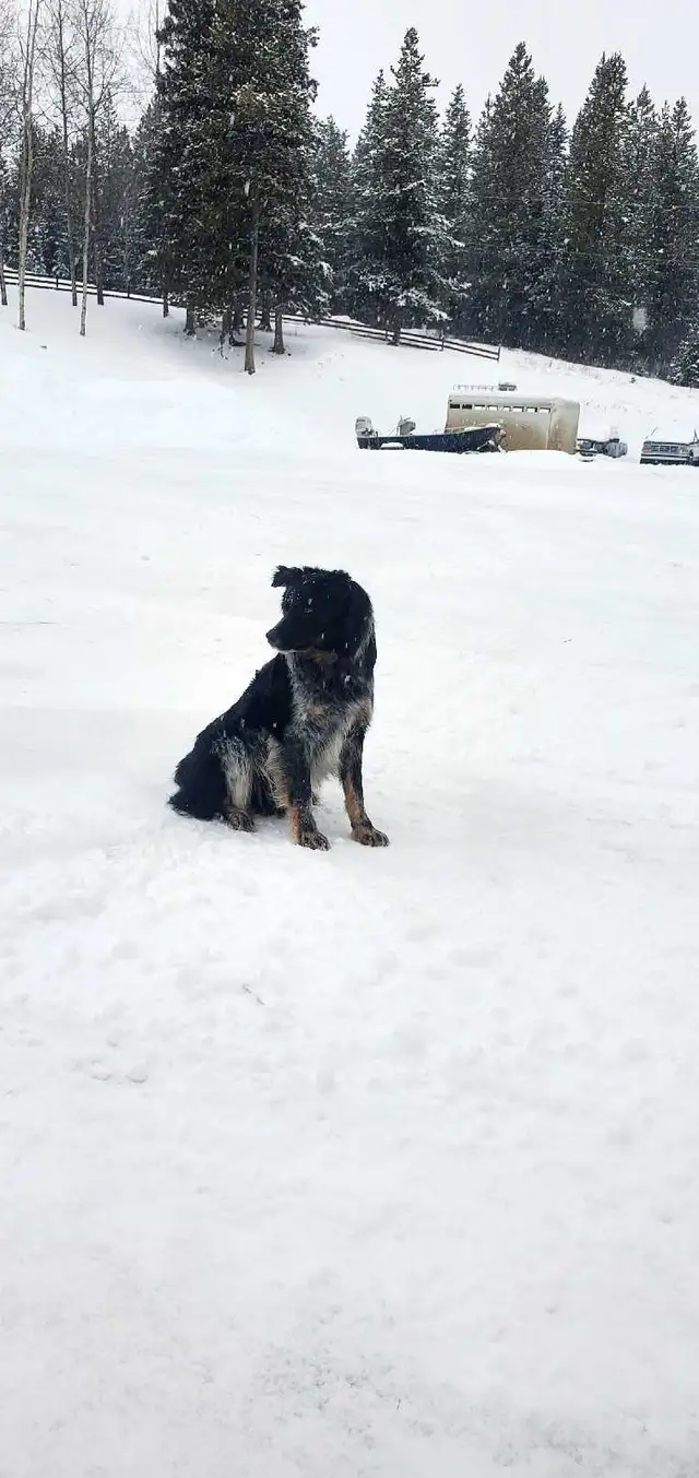 Border Collie/Blue Healer - Photo 3