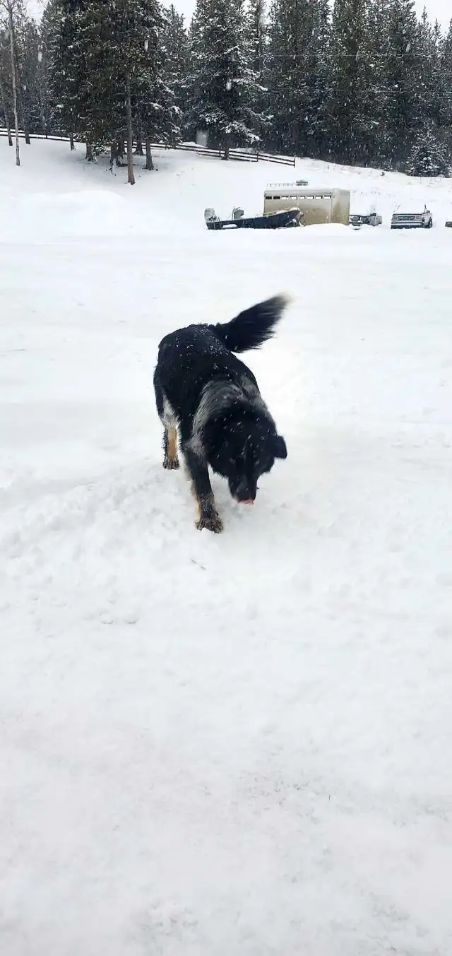 Border Collie/Blue Healer - Photo 4