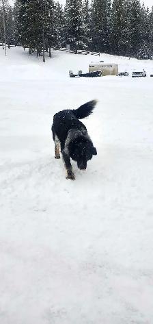 Border Collie/Blue Healer - Photo 4