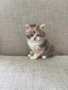Unique ragdoll/ Selkirk Rex cross kittens!