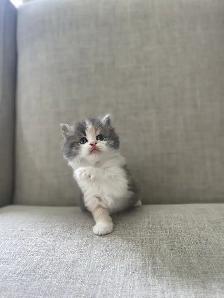 Unique ragdoll/ Selkirk Rex cross kittens! - Photo 2