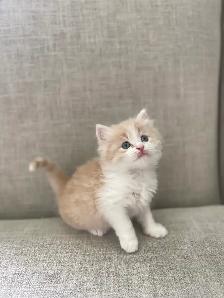 Unique ragdoll/ Selkirk Rex cross kittens! - Photo 3