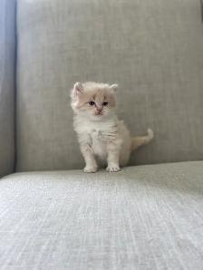 Unique ragdoll/ Selkirk Rex cross kittens! - Photo 4