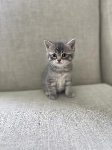Unique ragdoll/ Selkirk Rex cross kittens! - Photo 5