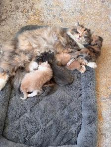 Unique ragdoll/ Selkirk Rex cross kittens! - Photo 6