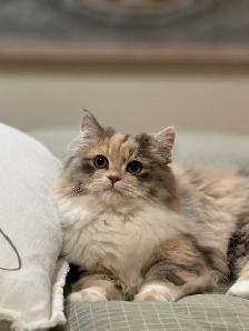 Unique ragdoll/ Selkirk Rex cross kittens! - Photo 7