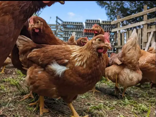 poules pondeuses rousses