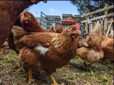 poules pondeuses rousses