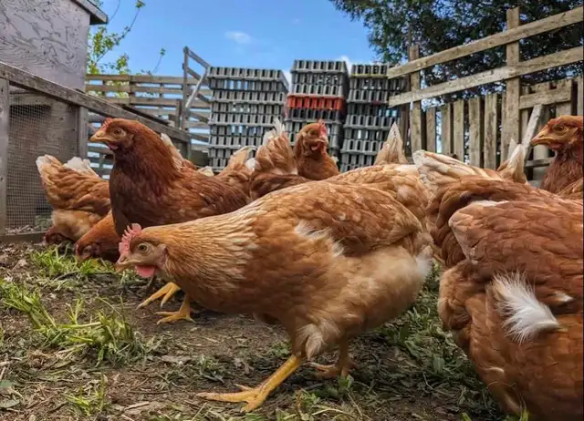 poules pondeuses rousses - Photo 2