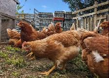 poules pondeuses rousses - Photo 2