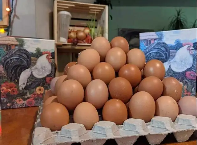 poules pondeuses rousses - Photo 3