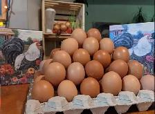 poules pondeuses rousses - Photo 3