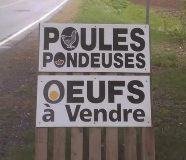 poules pondeuses rousses - Photo 4