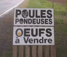 poules pondeuses rousses - Photo 4