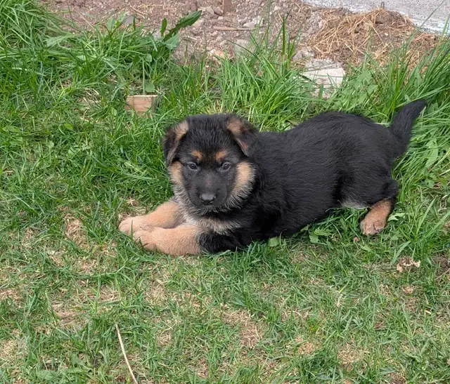 ckc registered German Shepherd puppy