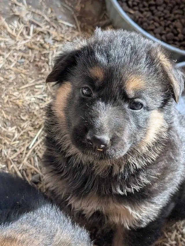 ckc registered German Shepherd puppy - Photo 2