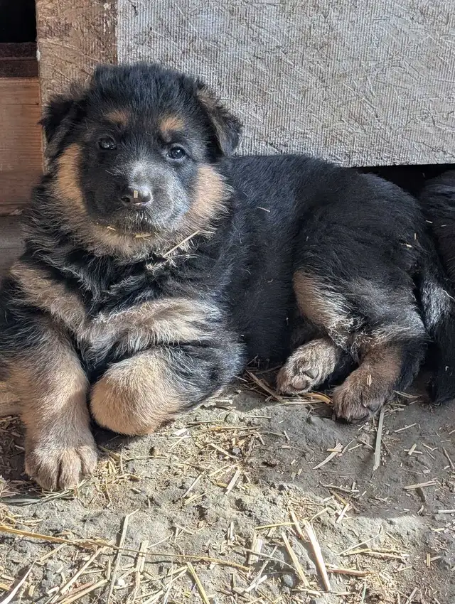 ckc registered German Shepherd puppy - Photo 3