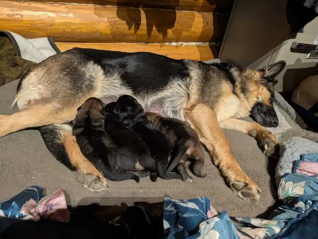 ckc registered German Shepherd puppy - Photo 4